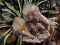 Natural Smokey Phantom Quartz Clusters x 3 From Luena, Congo