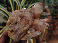 Natural Smokey Phantom Quartz Clusters x 3 From Luena, Congo