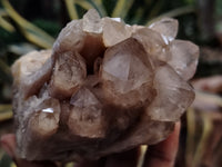 Natural Smokey Phantom Quartz Clusters x 3 From Luena, Congo