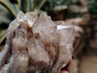 Natural Smokey Phantom Quartz Clusters x 3 From Luena, Congo