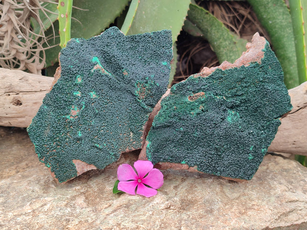 Natural Botryoidal Malachite Specimens x 2 From Tenke Fungurume, Congo