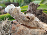 Natural Drusy Quartz Coated Calcite Pseudomorph Specimens x 12 From Alberts Mountain, Lesotho