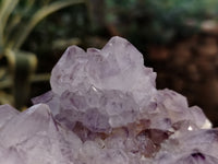 Natural Dark Amethyst Spirit Quartz Clusters x 2 From Boekenhouthoek, South Africa