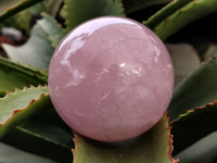 Polished Rose Quartz Spheres x 3 From Ambatondrazaka, Madagascar