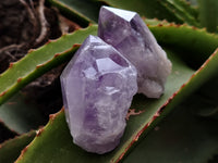 Natural Jacaranda Amethyst Single Quartz Crystals x 24 From Mumbwa, Zambia