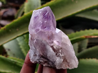 Natural Jacaranda Amethyst Single Quartz Crystals x 24 From Mumbwa, Zambia