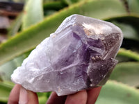 Natural Jacaranda Amethyst Single Quartz Crystals x 24 From Mumbwa, Zambia