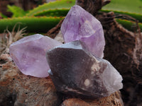 Natural Jacaranda Amethyst Single Quartz Crystals x 24 From Mumbwa, Zambia