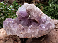 Natural Large Jacaranda Amethyst Quartz Geode x 1 From Mumbwa, Zambia