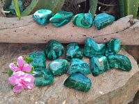 Polished Malacolla Free Forms x 16 From Kalukundi Mine, Congo