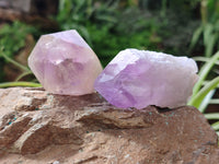 Natural Jacaranda Amethyst Single Quartz Crystals x 24 From Mumbwa, Zambia