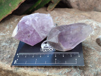 Natural Jacaranda Amethyst Single Quartz Crystals x 24 From Mumbwa, Zambia