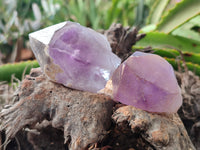 Natural Jacaranda Amethyst Single Quartz Crystals x 24 From Mumbwa, Zambia