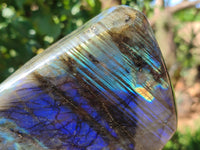 Polished Labradorite Standing Free Forms x 2 From Tulear, Madagascar