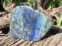 Polished Labradorite Standing Free Forms x 2 From Tulear, Madagascar