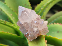 Natural Amethyst Spirit Quartz Crystals x 12 From Boekenhouthoek, South Africa