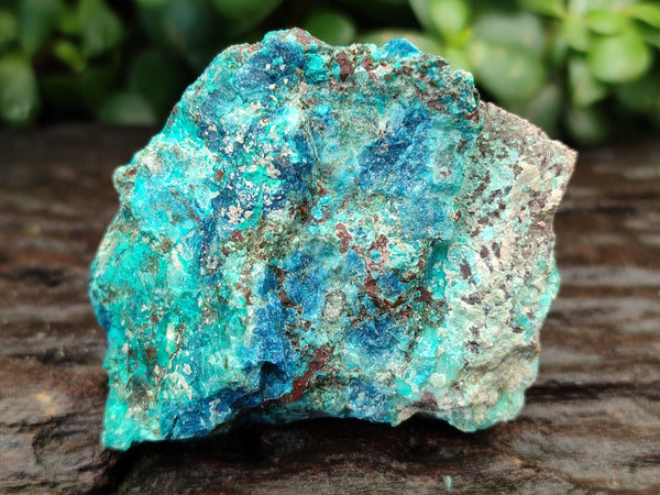 Natural Shattuckite with Chrysocolla and Malachite x 12 From Kaokoveld, Namibia