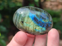 Polished Labradorite Palm Stones x 24 From Tulear, Madagascar