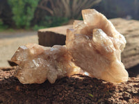 Natural Smokey Phantom Quartz Clusters x 12 From Luena, Congo