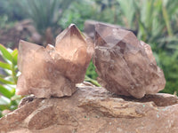 Natural Smokey Phantom Quartz Clusters x 12 From Luena, Congo