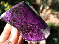 Polished On One Side Purpurite Specimens x 7 From Namibia