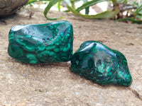 Polished Flower Banded Malachite Free Forms x 6 From Congo