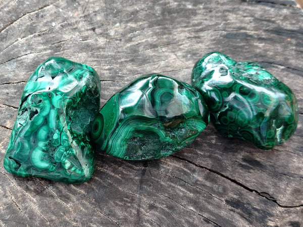 Polished Flower Banded Malachite Free Forms x 6 From Congo