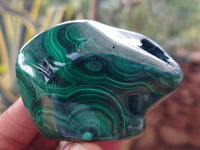 Polished Flower Banded Malachite Free Forms x 6 From Congo