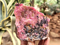 Natural Rhodonite Cobbed Specimens x 6 From Rhusinga, Zimbabwe