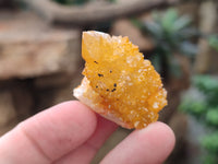 Natural Golden Solar Spirit Quartz Crystals x 20 From Boekenhouthoek, South Africa