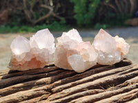 Natural Amethyst Cactus Spirit Quartz Clusters x 12 From South Africa