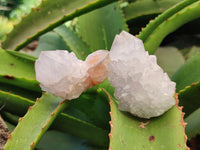 Natural Amethyst Cactus Spirit Quartz Clusters x 12 From South Africa