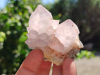 Natural Amethyst Cactus Spirit Quartz Clusters x 12 From South Africa