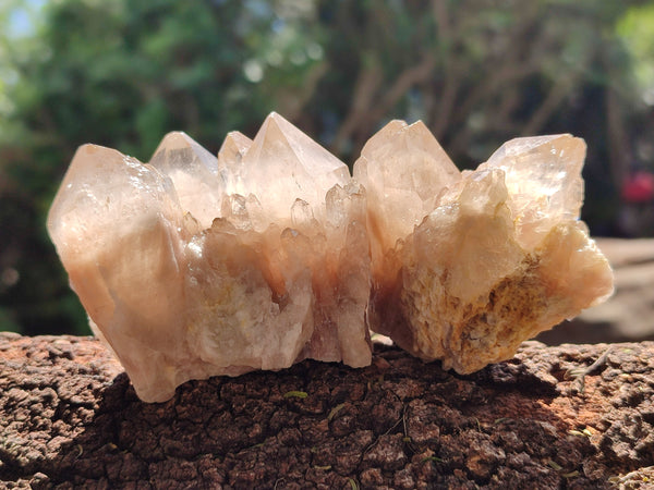 Natural Smokey Phantom Quartz Clusters x 12 From Luena, Congo