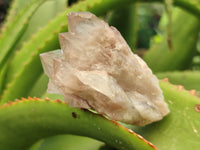 Natural Smokey Phantom Quartz Clusters x 12 From Luena, Congo