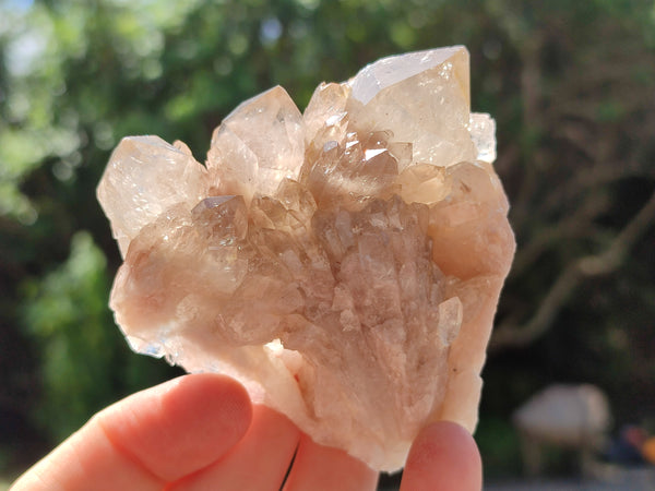 Natural Smokey Phantom Quartz Clusters x 12 From Luena, Congo