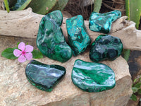 Polished Flower Banded Malachite Free Forms x 6 From Congo