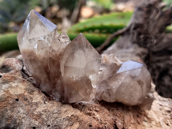 Natural Smokey Phantom Quartz Clusters x 35 From Luena, Congo