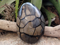 Polished Septerye Sauvage "Dragons Egg" x 1 From Mahajanga, Madagascar