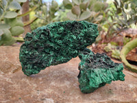 Natural Silky Malachite Specimens x 3 From Kasompe, Congo