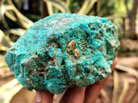 Natural Shattuckite with Chrysocolla and Malachite x 9 From Kaokoveld, Namibia