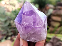 Natural Jacaranda Amethyst Single Quartz Crystals x 12 From Mumbwa, Zambia