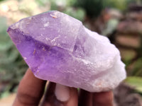 Natural Jacaranda Amethyst Single Quartz Crystals x 12 From Mumbwa, Zambia