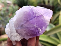 Natural Jacaranda Amethyst Single Quartz Crystals x 12 From Mumbwa, Zambia