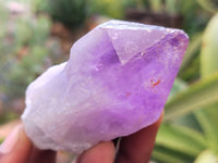 Natural Jacaranda Amethyst Single Quartz Crystals x 12 From Mumbwa, Zambia