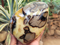 Polished Septerye Standing Free Forms x 2 From Mahajanga, Madagascar