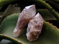 Natural Smokey Phantom Quartz Clusters x 20 From Luena, Congo