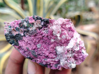 Natural Salrose Cobaltion Dolomite with Malachite Specimens x 12 From Kakanda, Congo