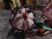 Hand Made Gemstone Protea Flower Trees x 3 From South Africa