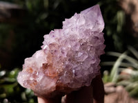 Natural Dark Amethyst Spirit Quartz Clusters x 12 From Boekenhouthoek, South Africa